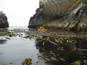 Kayaking around Pt. Lobos